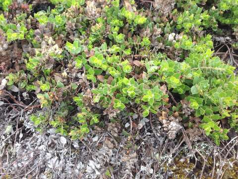 Image of San Bruno Mountain manzanita