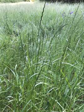 Image of Italian Rye Grass