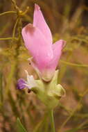 Imagem de Curcuma alismatifolia Gagnep.