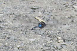 Image of Blue-eyed Darner