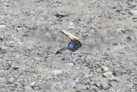 Image of Blue-eyed Darner