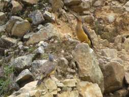 Image of Andean Flicker