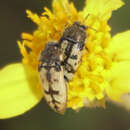 Image of Acmaeodera immaculata Horn 1878