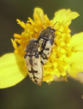 Image de Acmaeodera immaculata Horn 1878