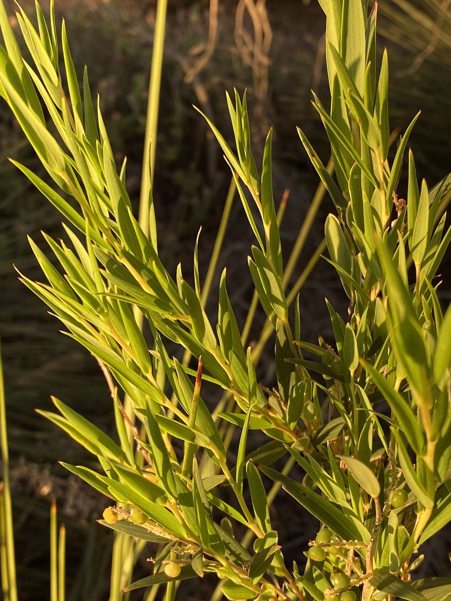 Image of Leucopogon australis R. Br.