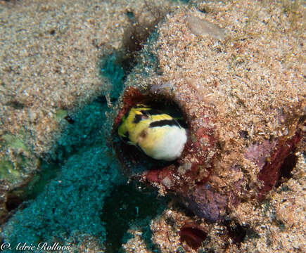 Image of Short-head Sabretooth Blenny