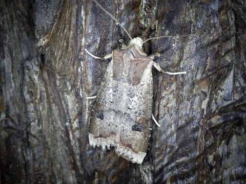 Image of Xylena formosa Butler 1878