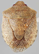 Image of Dendrocoris reticulatus Barber 1911