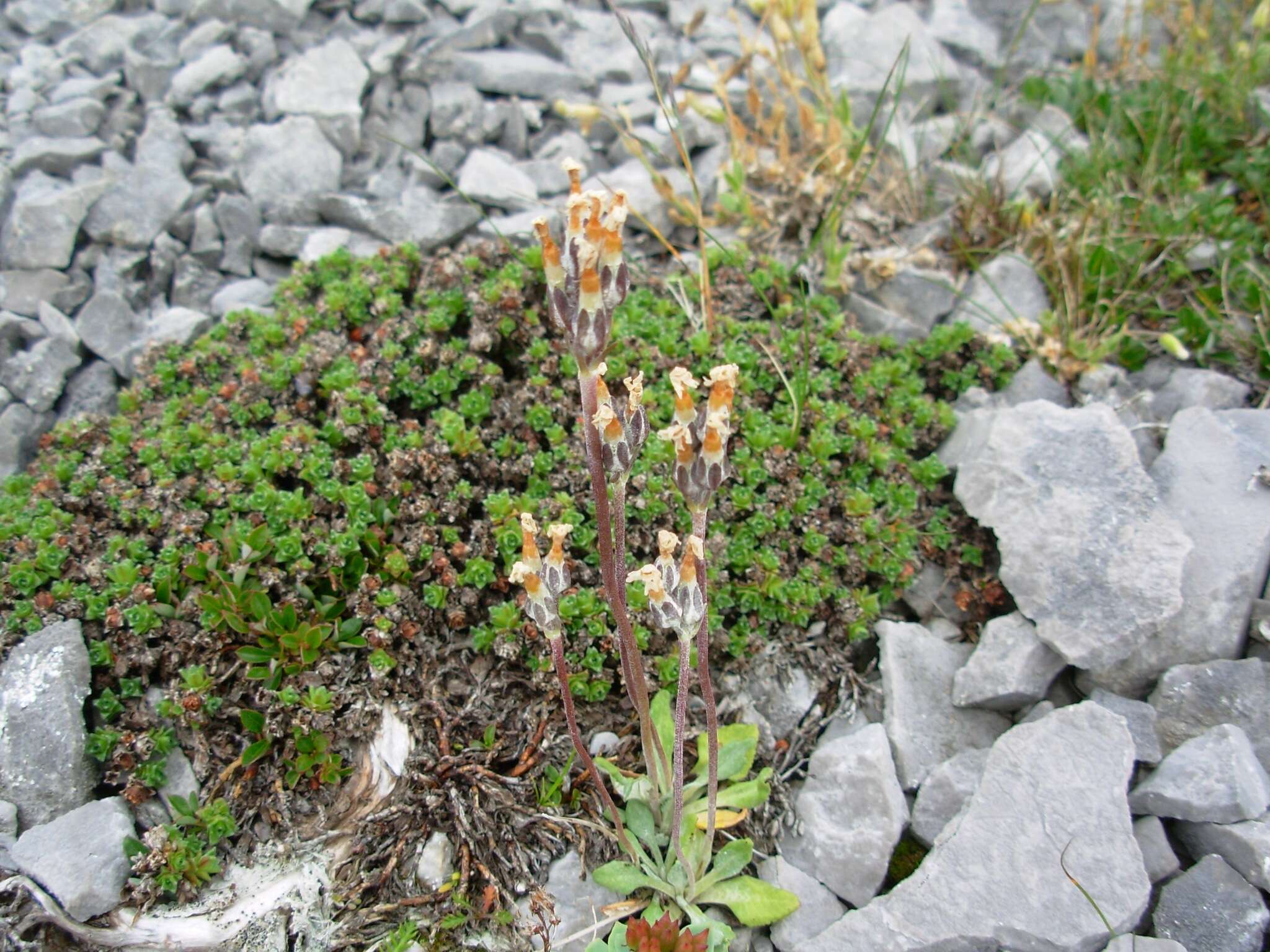 Image of Primula laurentiana Fern.