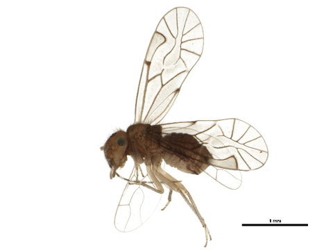 Image of <i>Anomopsocus amabilis</i> (Walsh 1862)