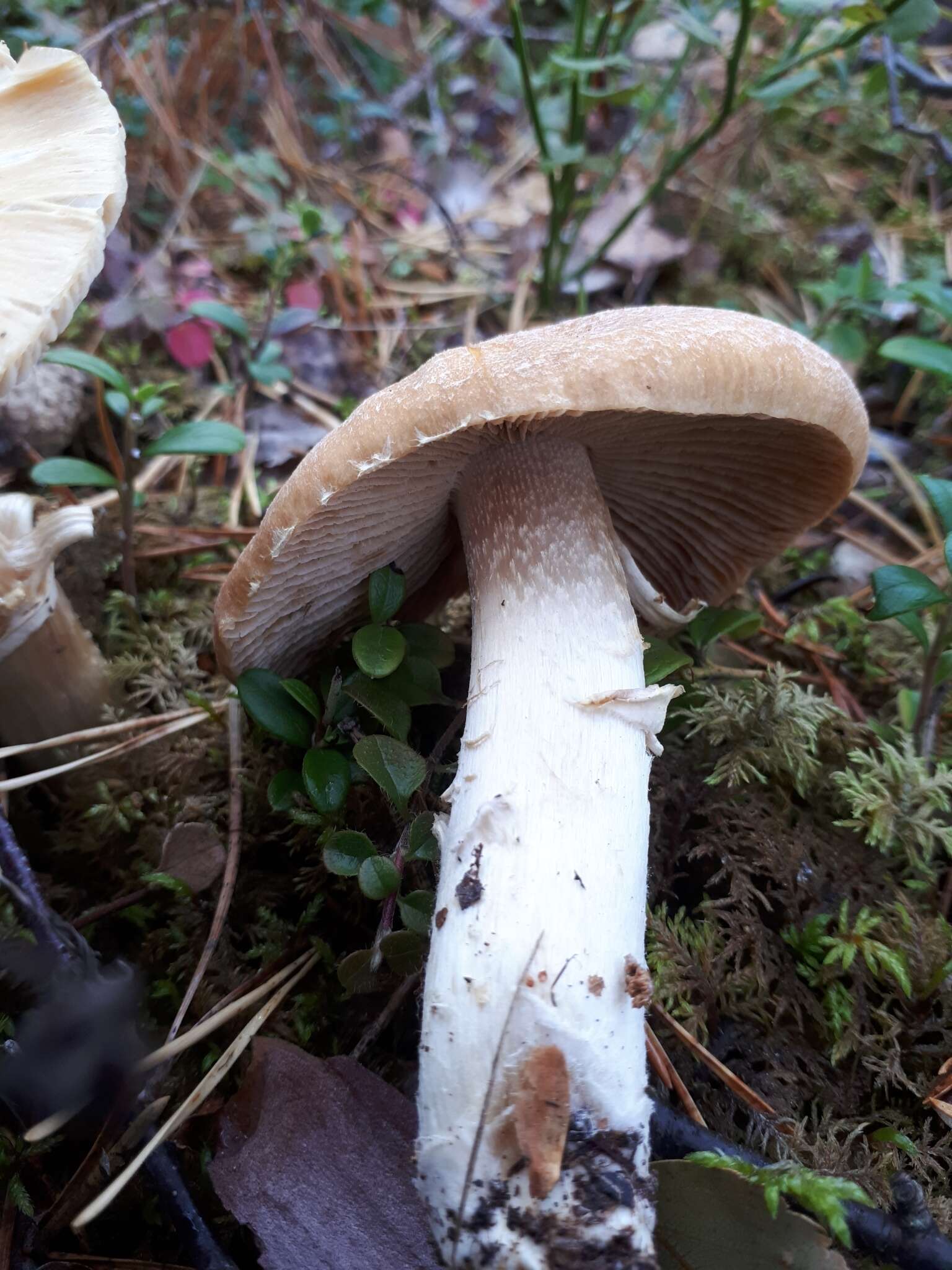 Image of Cortinarius caperatus (Pers.) Fr. 1838