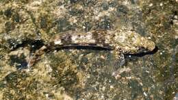 Image of Giant goby