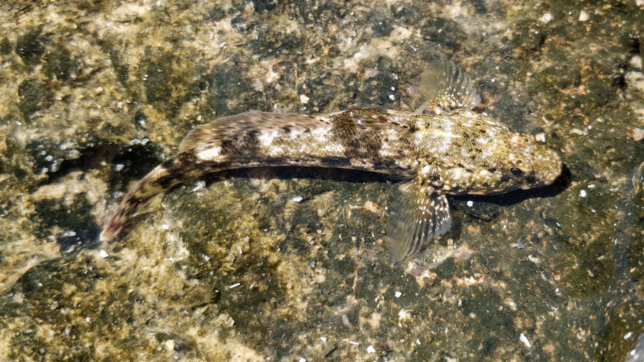 Image of Giant goby