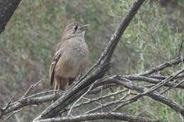 Image of Drymodes Gould 1841