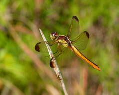 Image de Libellula flavida Rambur 1842