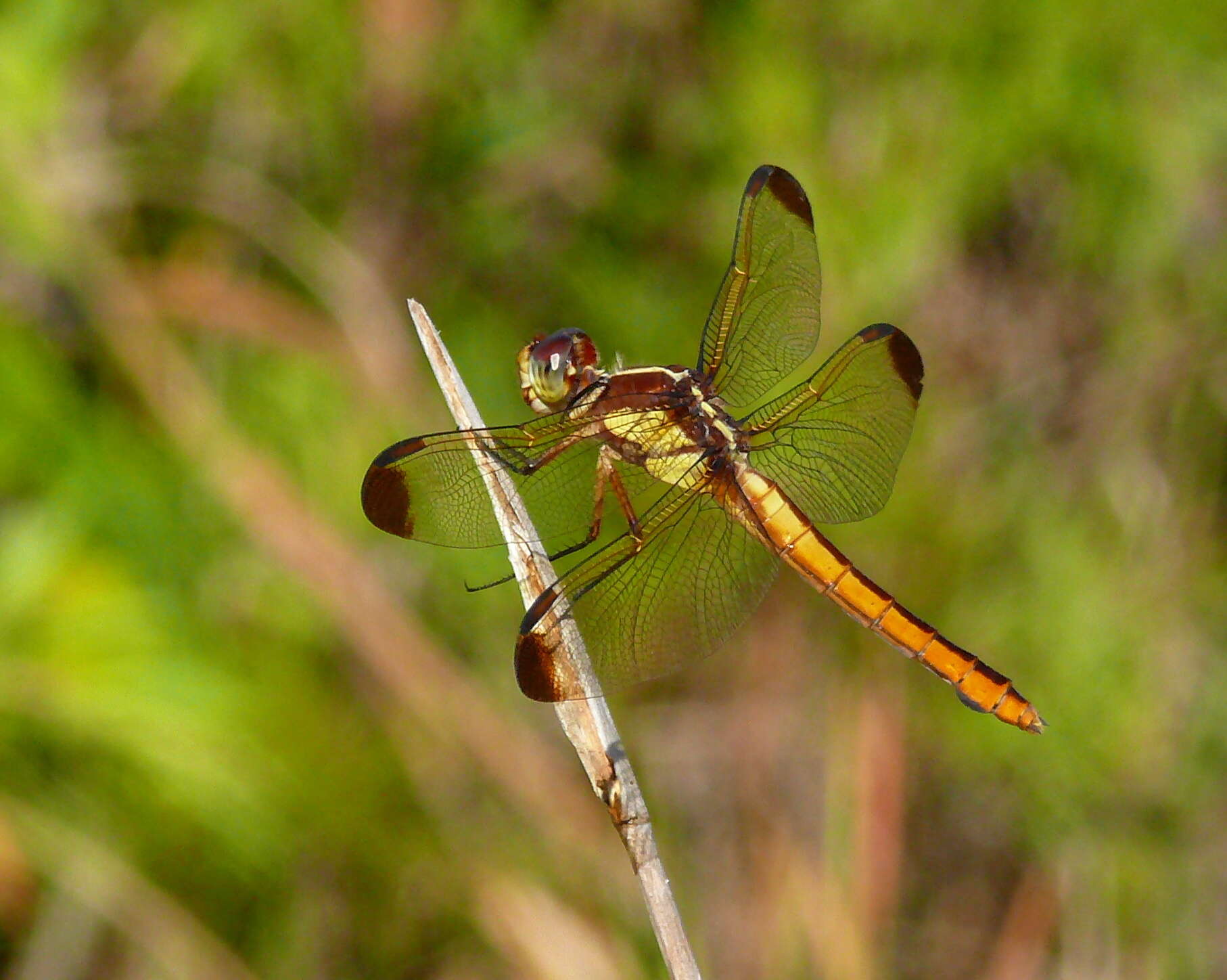 Image de Libellula flavida Rambur 1842