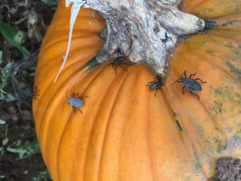 Image of Squash Bug