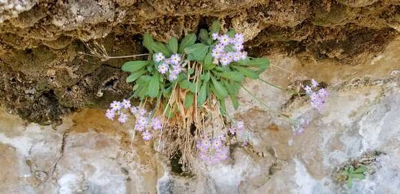 Image of cavedwelling primrose