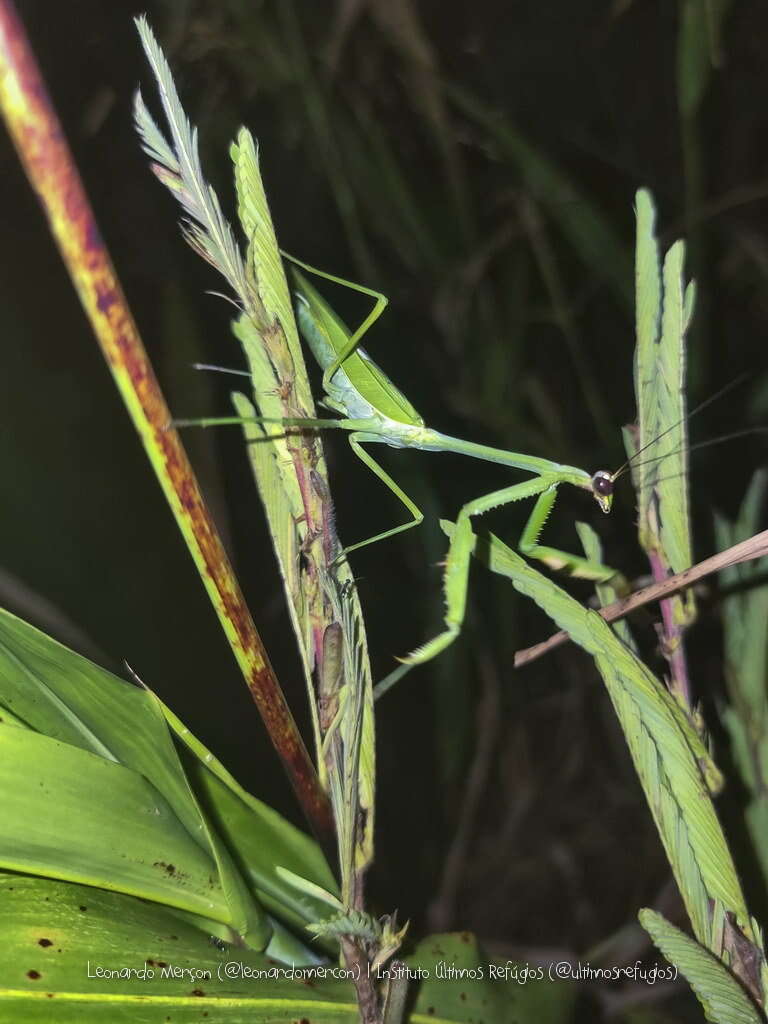 Image de Stagmatoptera praecaria Linne 1758