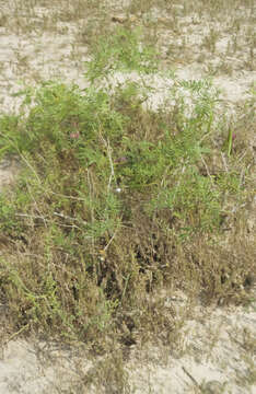 Image of Echinocereus fitchii subsp. albertii