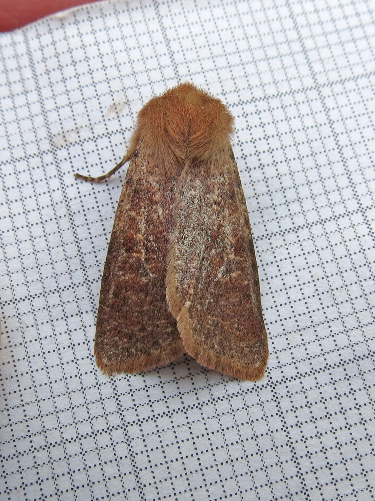 Image of Orthosia rubescens Walker 1865