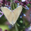 Image of Lithostege odessaria Boisduval 1848