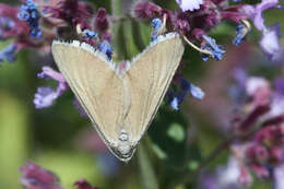 صورة Lithostege odessaria Boisduval 1848