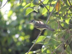 Pachyramphus polychopterus (Vieillot 1818) resmi