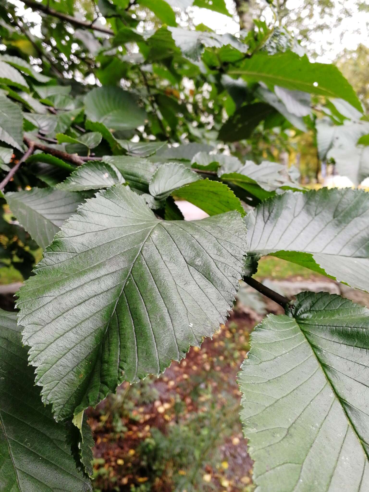 Image of Dutch elm