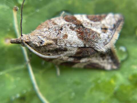 Image de Argyrotaenia franciscana Walsingham 1879