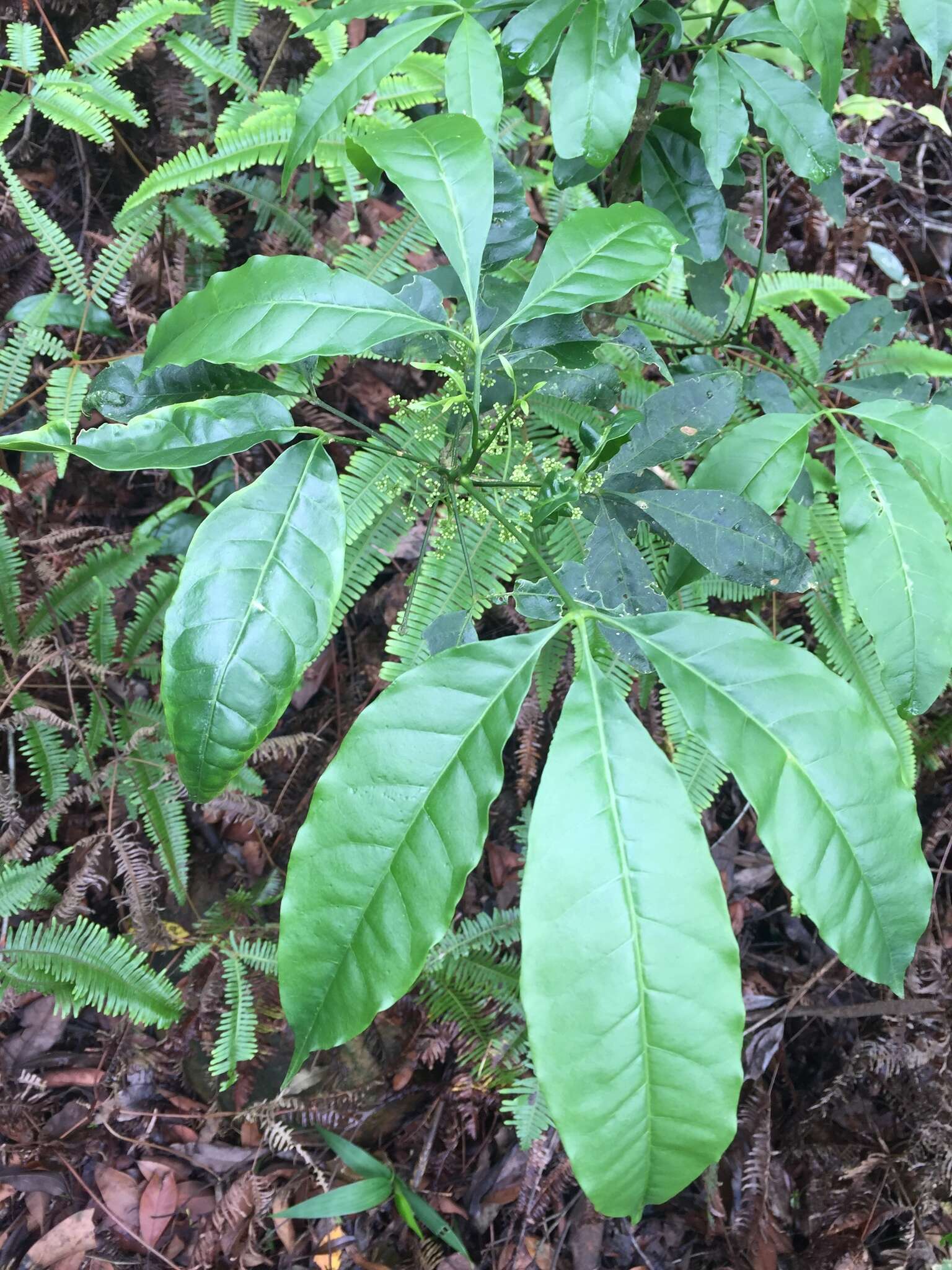 Image of Melicope pteleifolia (Champ. ex Benth.) T. G. Hartley