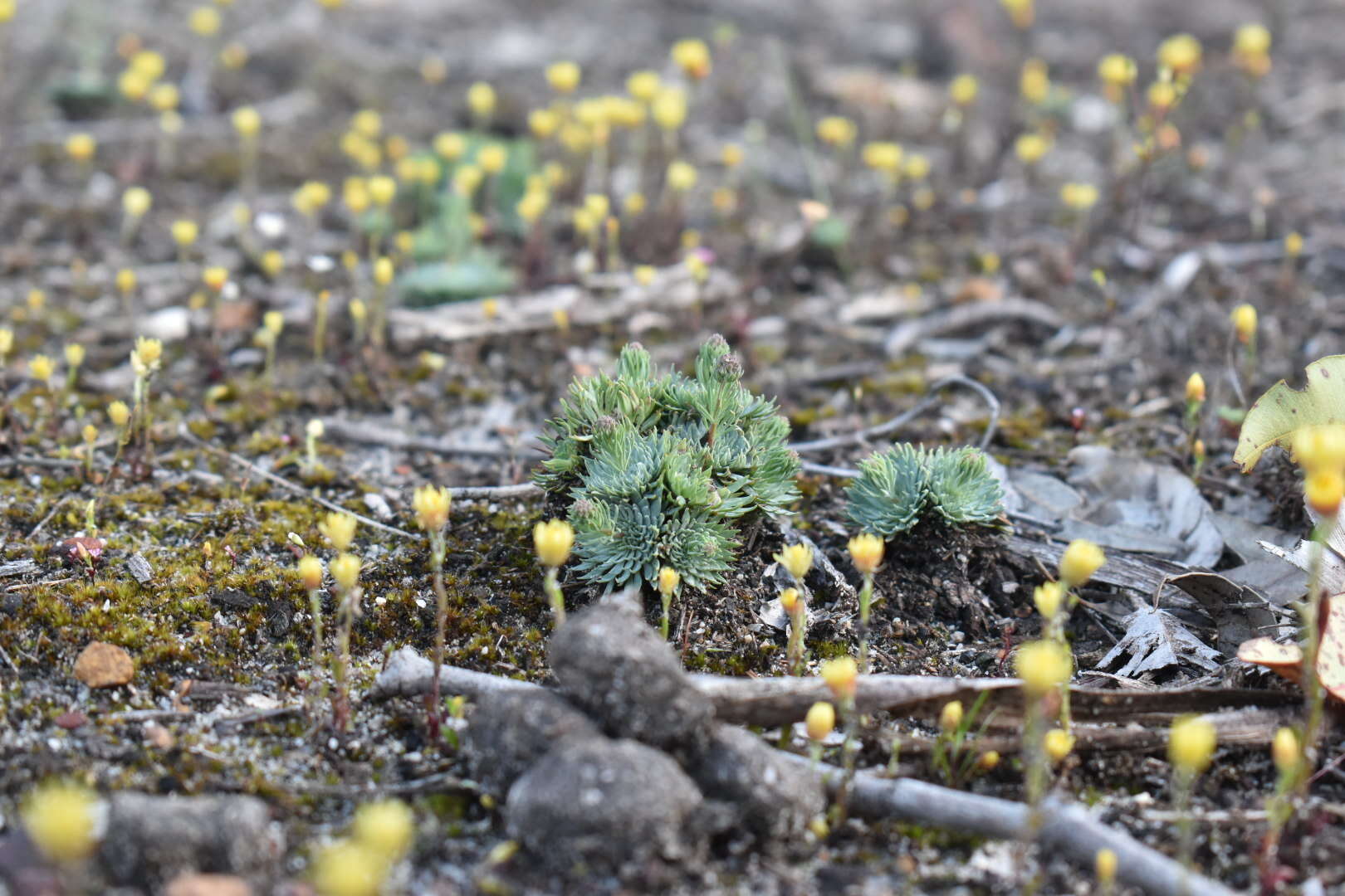 Image of Rhodanthe citrina (Benth.) P. G. Wilson