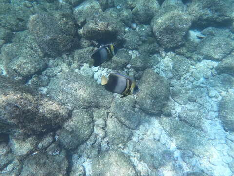 Image of Cortez Angelfish