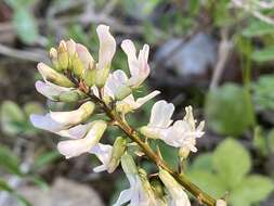 Astragalus robbinsii (Oakes) A. Gray的圖片