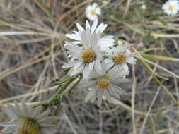 Image of white prairie aster