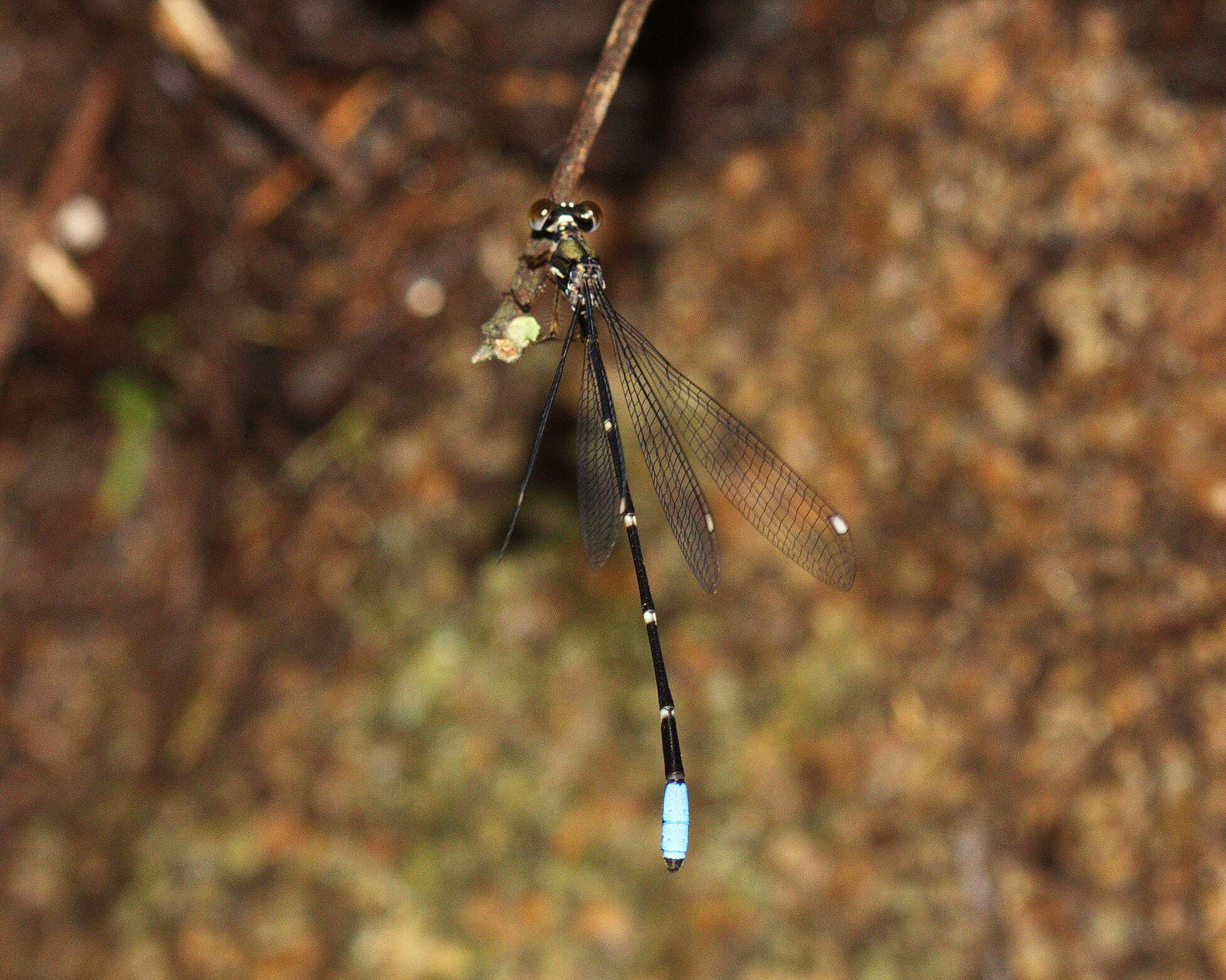 Image of Drepanosticta jurzitzai Hämäläinen 1999