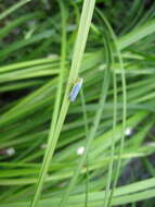 Image of Cicadella viridis (Linnaeus 1758)