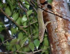 Слика од Anolis noblei Barbour & Shreve 1935