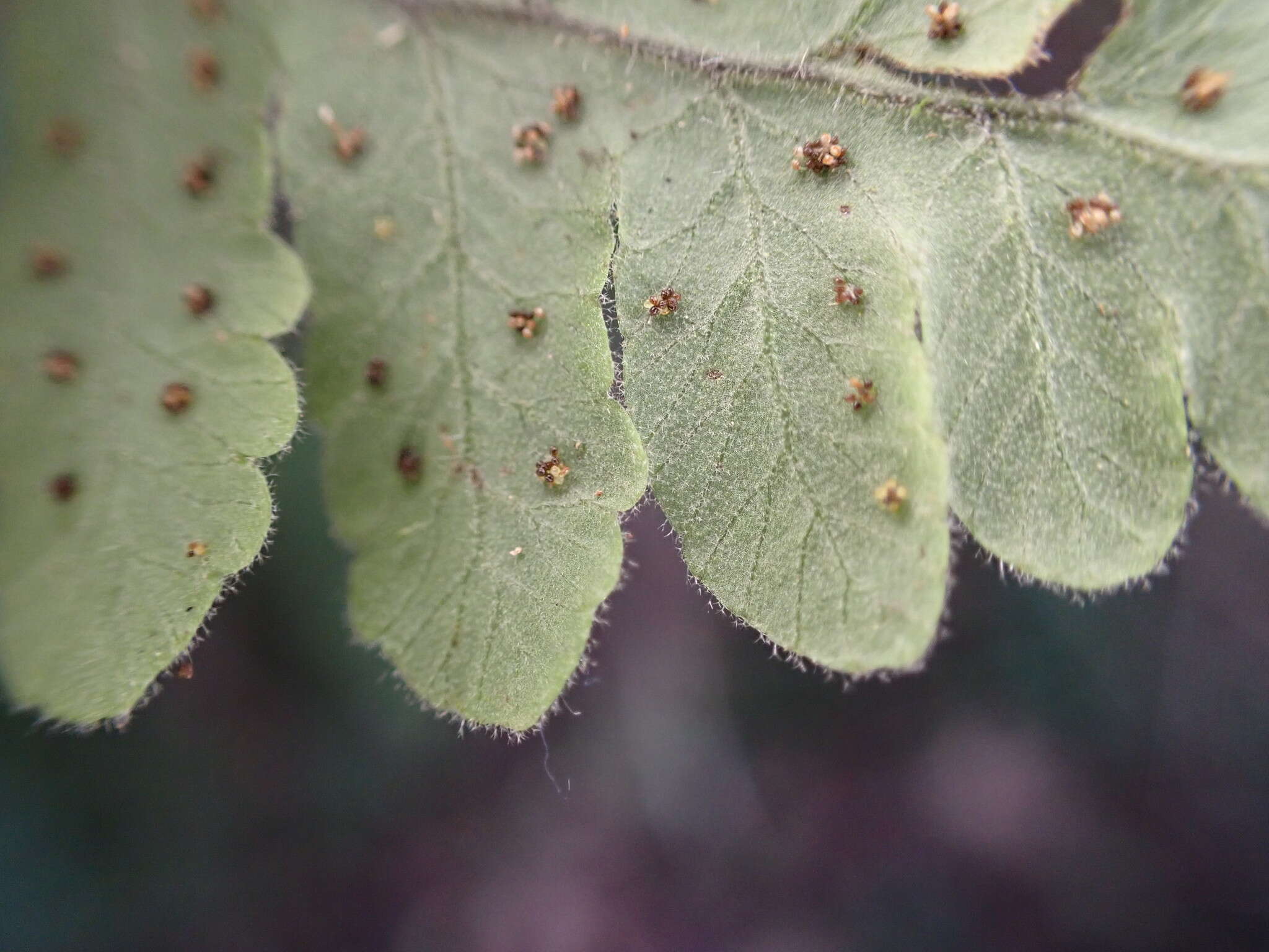 Image of Goniopteris pellita (Willd.) A. R. Sm.