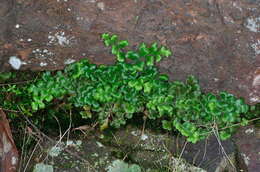 Sivun Asplenium subglandulosum (Hook. & Grev.) Salvo, Prada & T. E. Diaz kuva