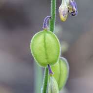 Image of velvetseed milkwort