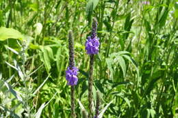 Image de Verbena stricta Vent.