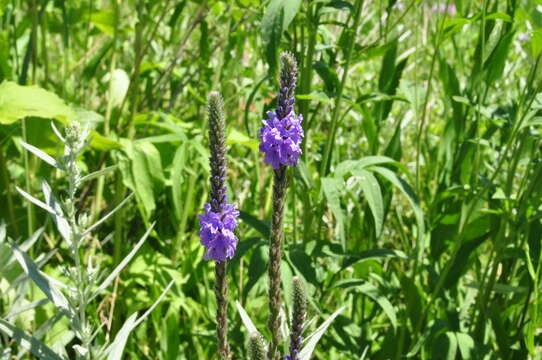 Image of hoary verbena