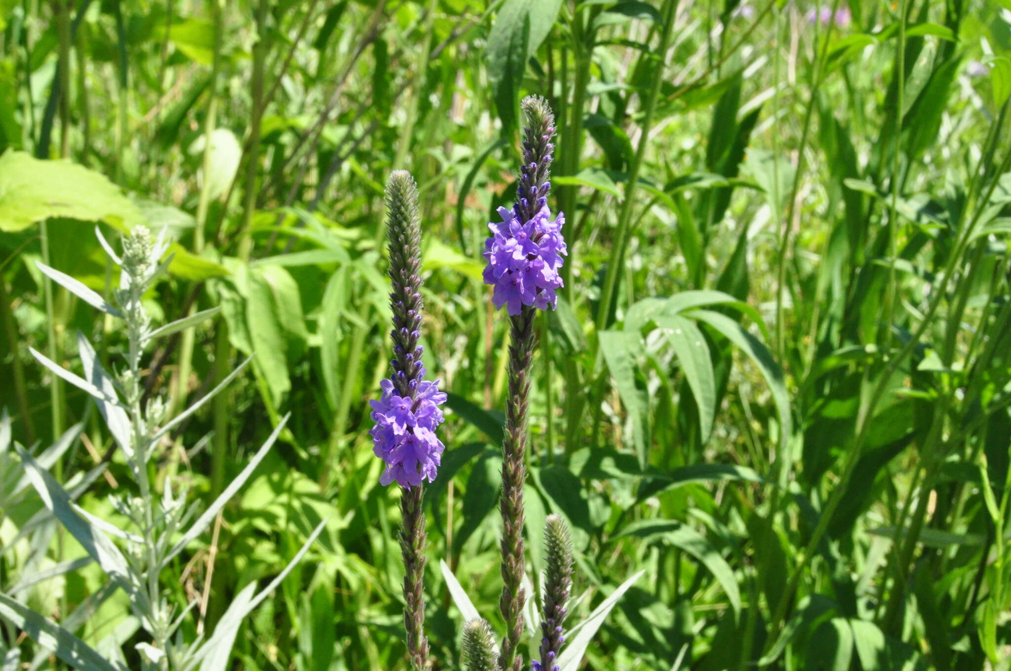 Image de Verbena stricta Vent.