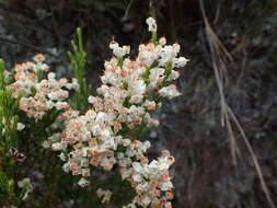 Image of Erica pseudocalycina Compton