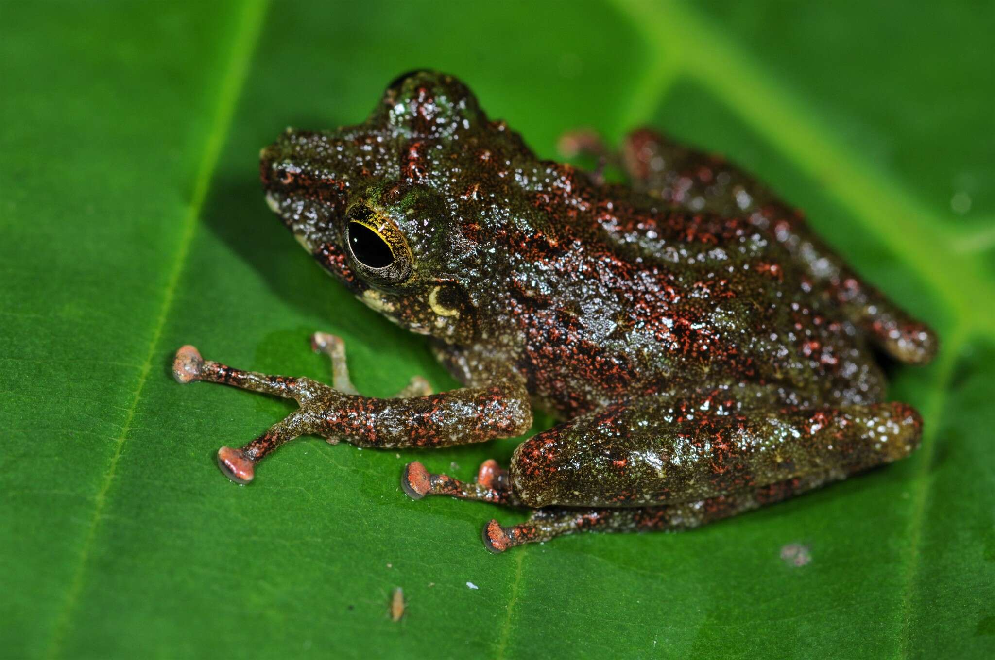 Image of Gunung Mulu Bubble-nest Frog