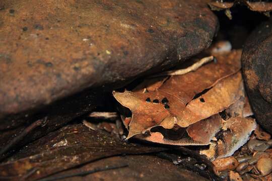 Image of Borneon Horned Frog