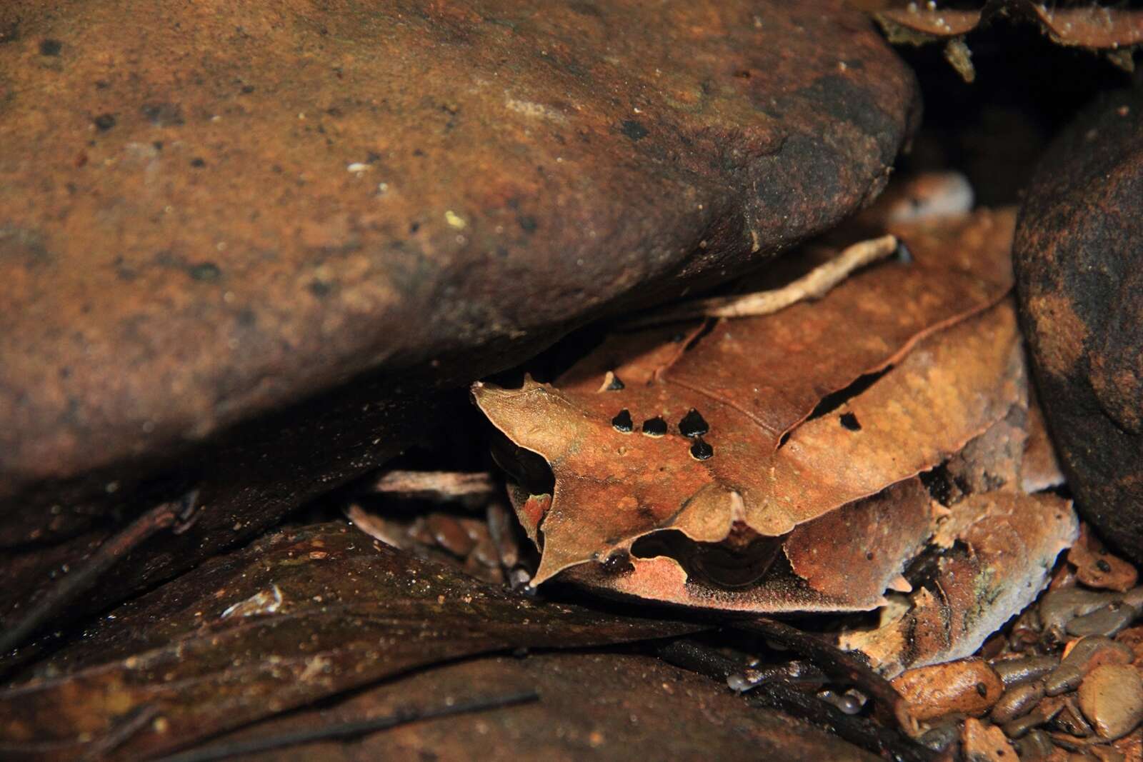 صورة Megophrys nasuta (Schlegel 1858)