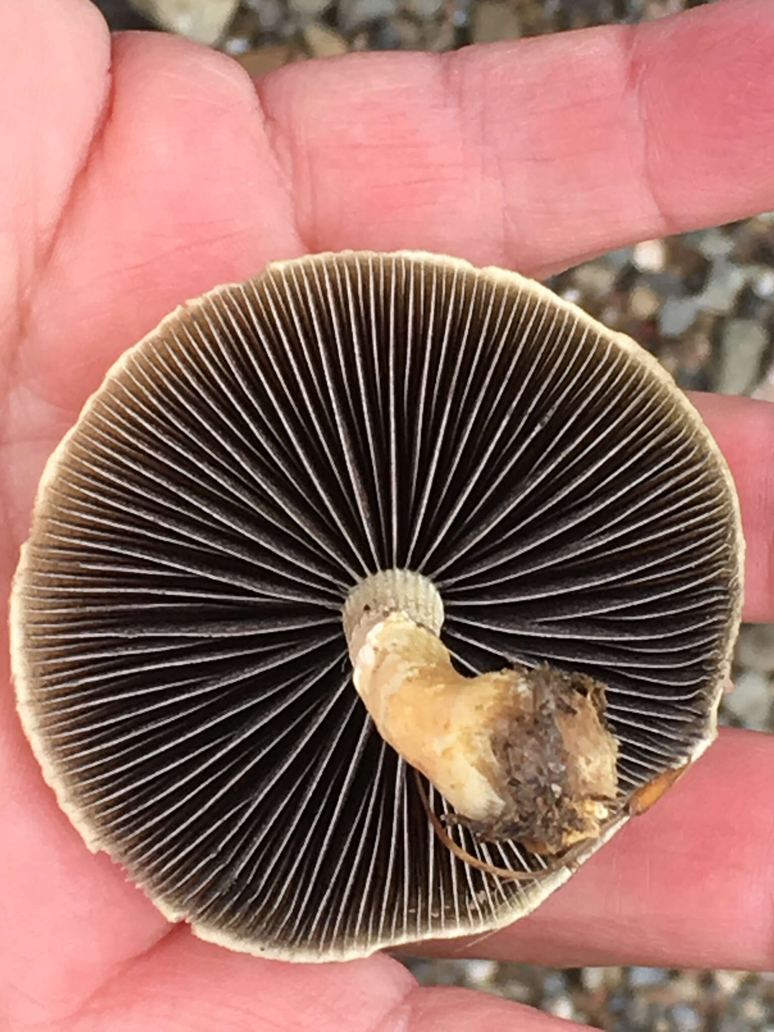 Image of Panaeolus cinctulus (Bolton) Sacc. 1887