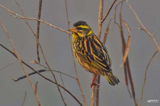 Image of Streaked Weaver